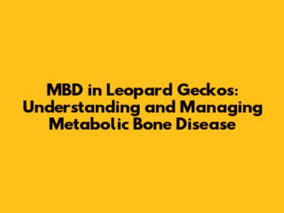 **MBD in Leopard Geckos: Understanding and Managing Metabolic Bone Disease**