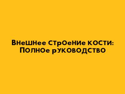 Внешнее строение кости: Полное руководство