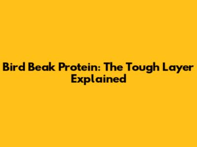 Bird Beak Protein: The Tough Layer Explained