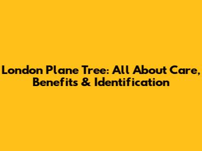 London Plane Tree: All About Care, Benefits & Identification