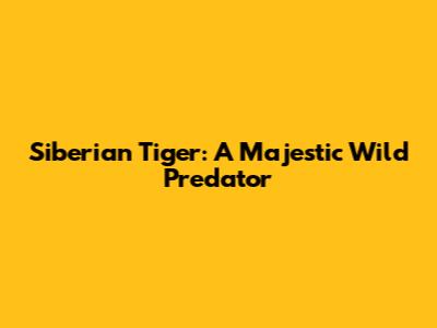 Siberian Tiger: A Majestic Wild Predator