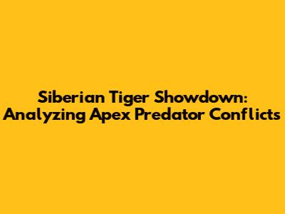 Siberian Tiger Showdown: Analyzing Apex Predator Conflicts