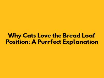 Why Cats Love the Bread Loaf Position: A Purrfect Explanation